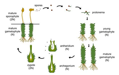 Draw a diagram of the moss life cycle, showing the ploidy le | Quizlet