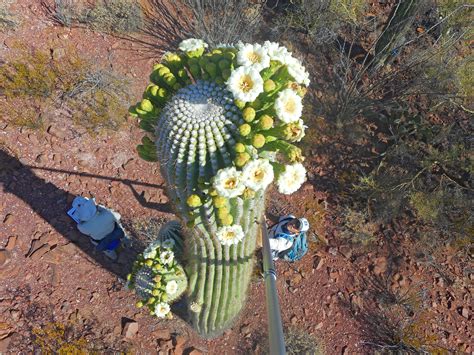 Saguaro Flower Power Project - Saguaro National Park (U.S. National Park Service)