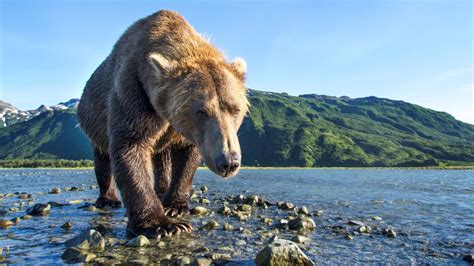 Grizzly bears: North America's brown bear | Live Science