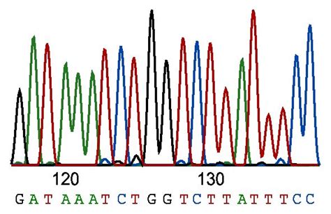 Sanger Sequencing - Isogen Lifescience