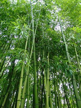 Pembelajaran dari Pohon Bambu - Nurul Islam