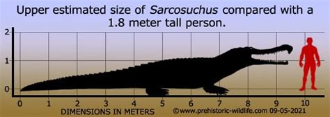 Deinosuchus Hatcheri Was The Largest Crocodylomorph That, 55% OFF