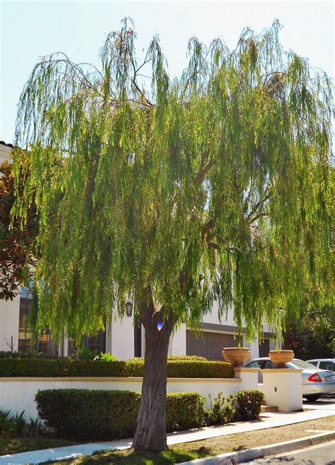 Ornamental Trees Southern California / Flowering Trees In Santa Barbara California Joy Us Garden ...