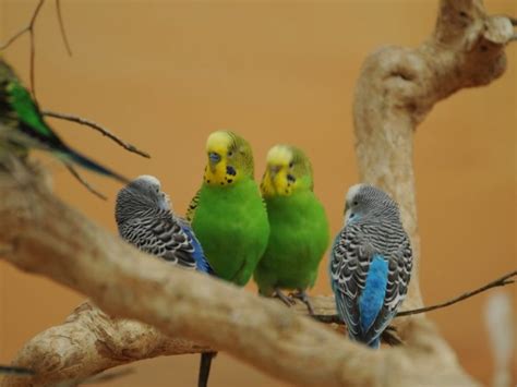 11 Most Talking Bird Species: Which Ones Are The Best Pets?