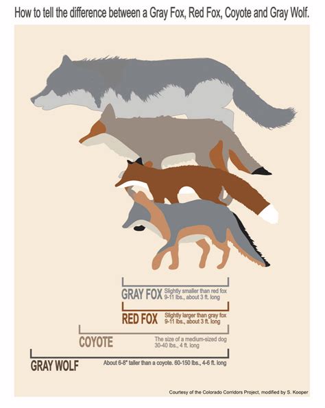 Timber Wolf Size Chart