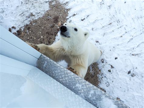 How to See Polar Bears in Churchill: A Polar Bear Tour for Your Bucket List