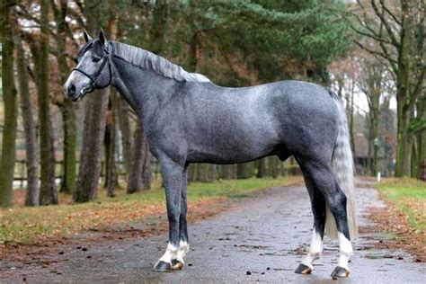 17 Warmblood Horse Breeds with Pictures - Equine Desire