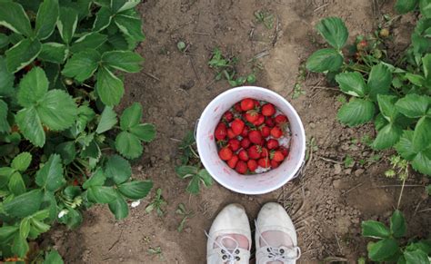 Tips For Strawberry Picking While Abroad