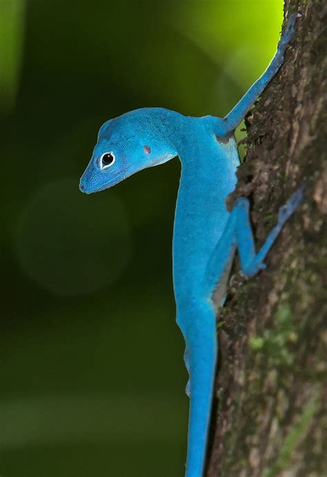 Blue Anole Facts and Pictures