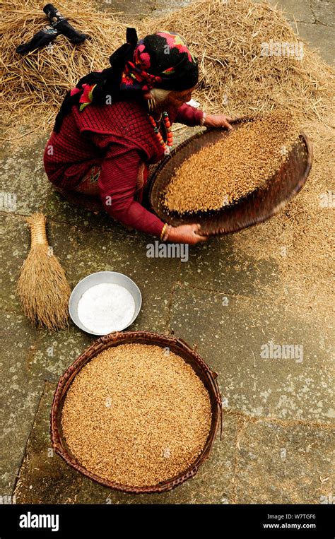 Woman winnowing wheat from chaff, Ghandruk Village (at 1990m). Annapurna Sanctuary, Nepal ...