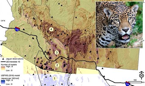 Jaguars could be reintroduced to Arizona and New Mexico after disappearing more than 50 years ago