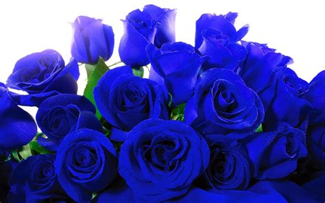 1920x1200, Amazing Blue Rose Wallpaper Free Download - Blue Roses ...