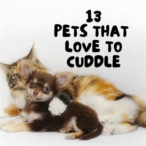 Top 13 Low-Maintenance Pets That Like to Cuddle - PetHelpful