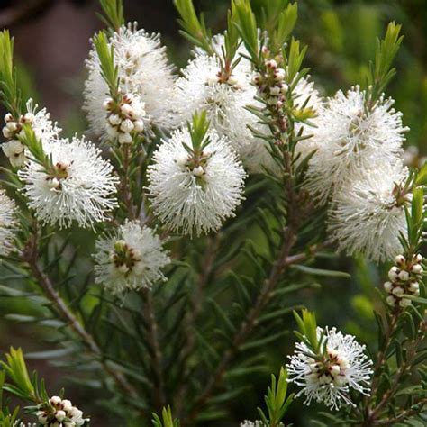 Narrow-leaved Paperbark Tree (Melaleuca alternifolia) ← Buds in the News