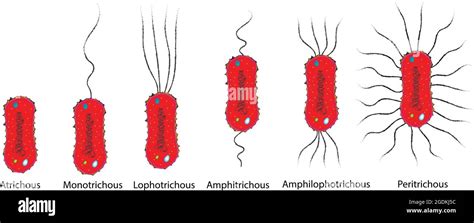 Monotrichous flagella hi-res stock photography and images - Alamy