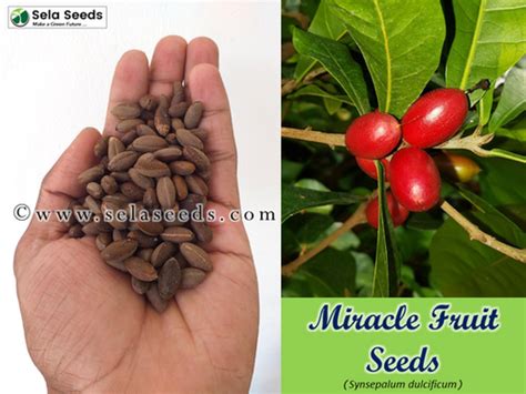 Miracle Fruit Seeds (Synsepalum dulcificum) RARE | Sela Seeds