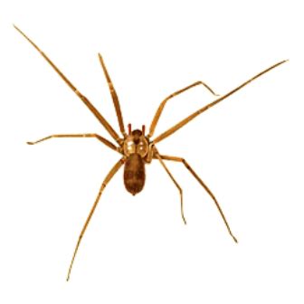 brown recluse spider florida house spiders - Minta Phan