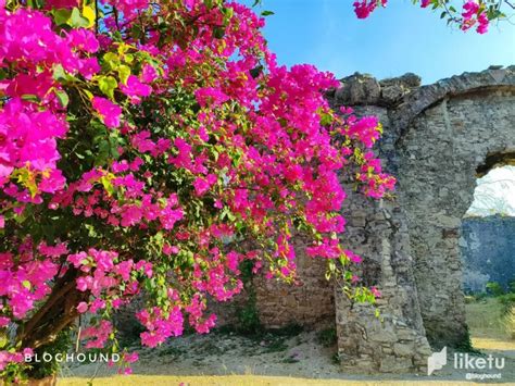 The Timeless Tapestry of Pindangan Ruins: A Blend of Stone, History, and Blooms — Hive