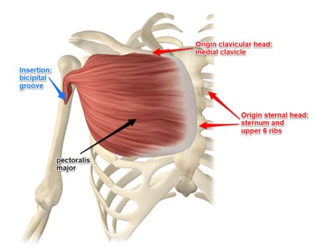 Pectoralis Major Rupture - Frisco, TX - Knee, Hip, Shoulder, Joint Surgery