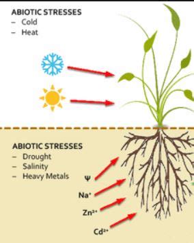 Abiotic Components of Ecosystems — Definition & Examples - Expii