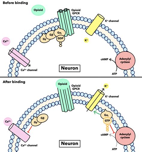 General Opioid Signaling – Opioid Peptides