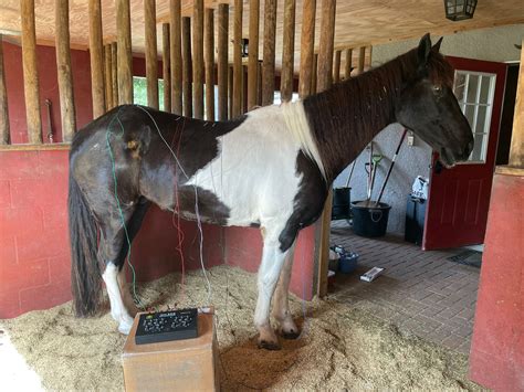 Equine Wellness: Laminitis