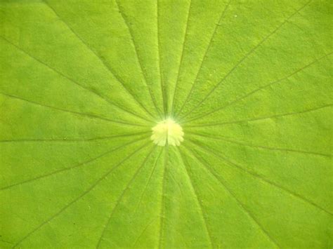 Premium Photo | Lotus leaf texture