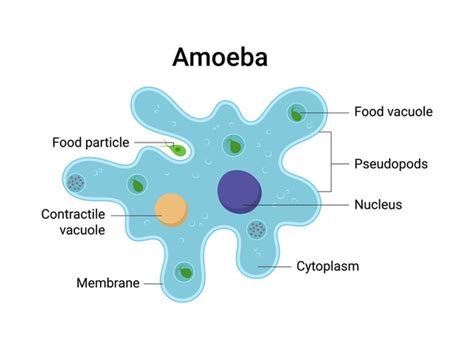 482 imágenes, fotos de stock, objetos en 3D y vectores sobre Amoeba anatomy | Shutterstock