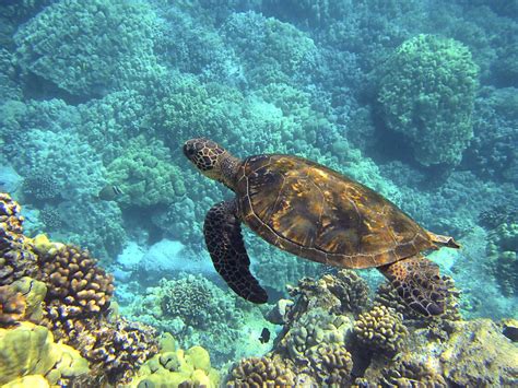 Facts About Sea Turtles | Pictures | Images | For Kids