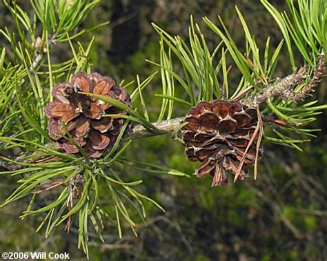 Virginia Pine (Pinus virginiana)