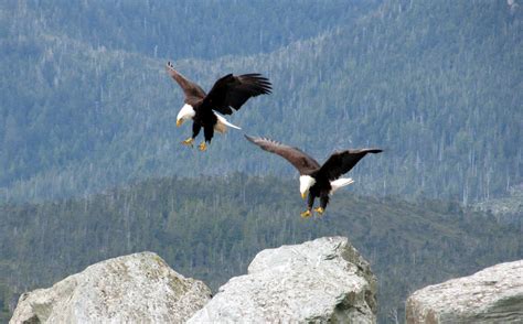 Bald Eagles Landing Free Stock Photo - Public Domain Pictures