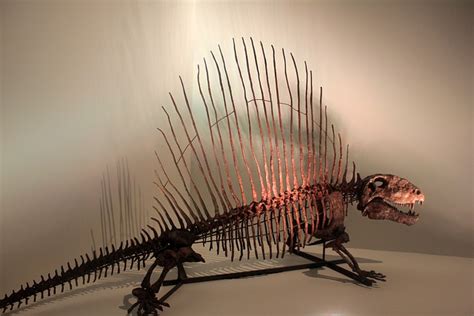 Dimetrodon Dinosaur Skeleton · Free photo on Pixabay