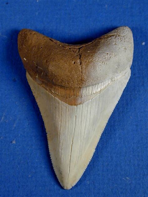 Charcharodon megalodon Carcharodon