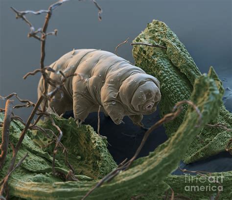 Water Bear by Eye of Science and Science Source | Tardigrados, Oso de agua, Fotografía microscópica