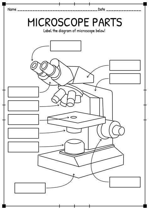 13 Light Microscope Diagram Worksheet | Microscope, Worksheets, Microscope parts