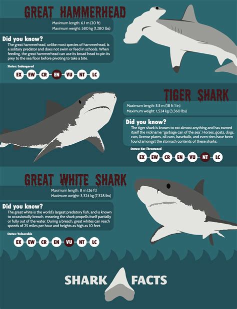 Shark Facts Infographic | Behance :: Behance