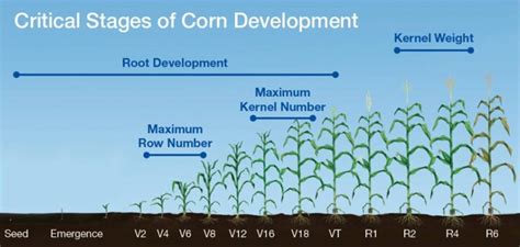 Corn Water Requirements | Knox County Agricultural News