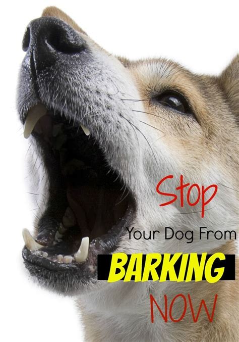 7 Expert Tips For Reducing Your Dog’s Excessive Barking | Aggressive ...