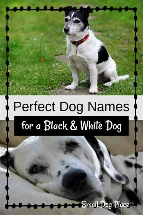 Black and White Dog Names