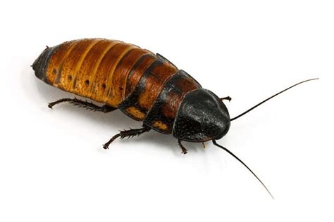 Madagascar Hissing Cockroach Facts - CRITTERFACTS