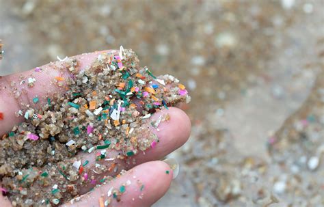 Research finds microplastics almost equally present in all protein ...