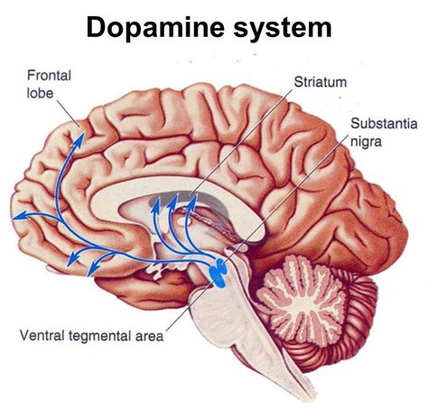 Dopamine System | Neurotransmitters, Crps awareness, Brain facts