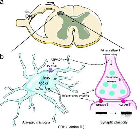 Schematic illustration of neuron-microglia interactions in the ...