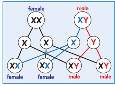 X and Y Chromosomes | Mind Map