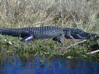 Lake Okeechobee Wildlife Pictures & Sightseeing