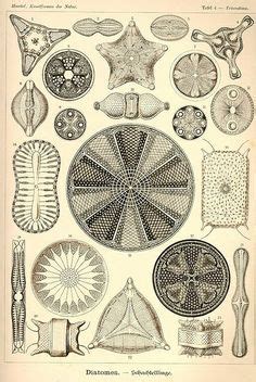 29 Diatoms ideas | diatom, microscopic photography, microscopic images