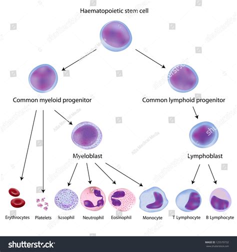 Hematopoiesis Differentiation Blood Cell Types Stock Illustration ...