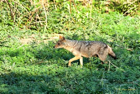 Golden Jackal (Canis aureus aureus) male | The pups' Dad goe… | Flickr