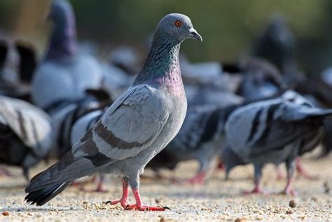 Feral Rock Pigeons; In the most countries and big cities you’ll find different types of feral ...