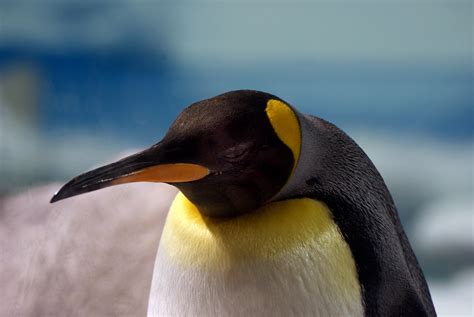 Fotos gratis : pájaro, fauna silvestre, pico, de cerca, Aves marinas, vertebrado, Pingüinos ...